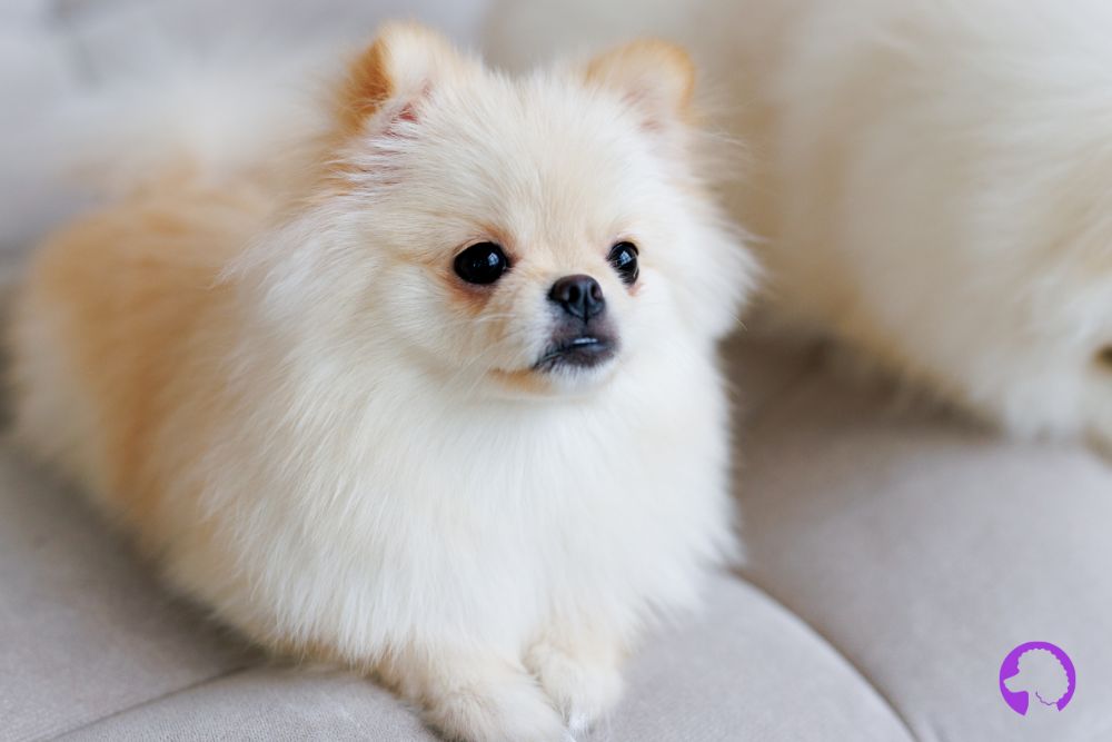 pomerania alicante