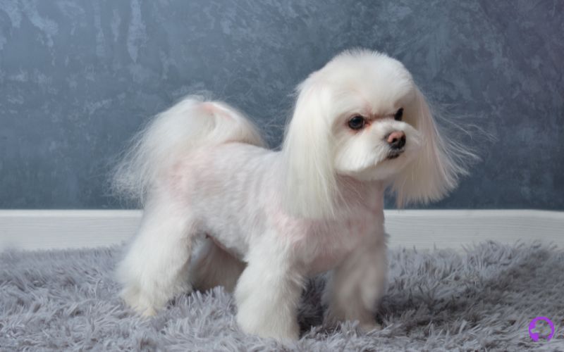 tamaño del bichon maltes coreano