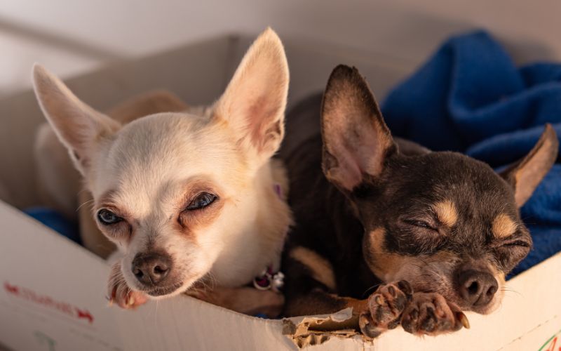 chihuahua cabeza de ciervo