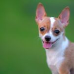 chihuahua cabeza de venado
