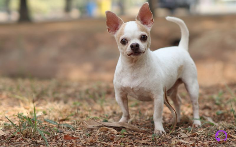 chihuahua en málaga