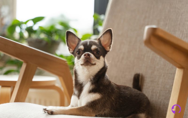 chihuahua málaga