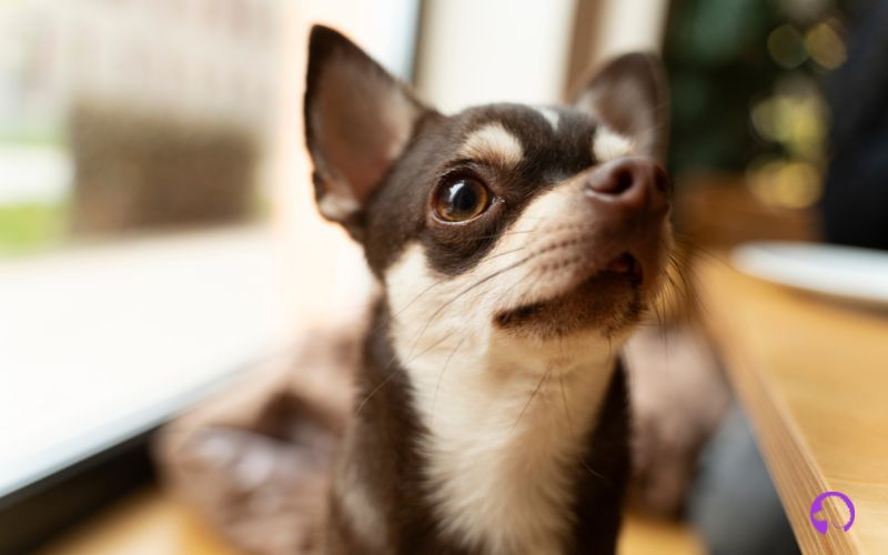 chihuahua venado españa