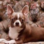 criador chihuaua malaga