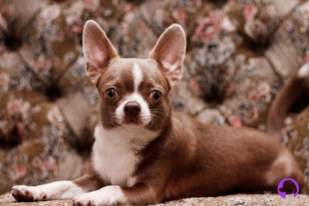 criador chihuaua malaga