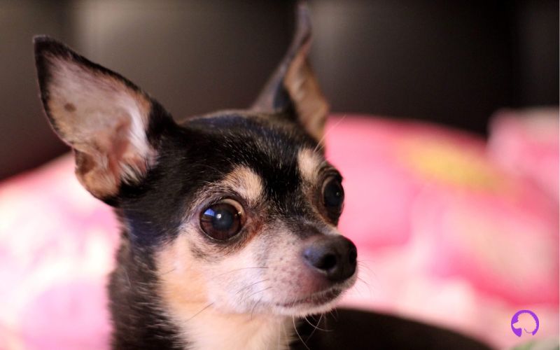 deer head chihuahua