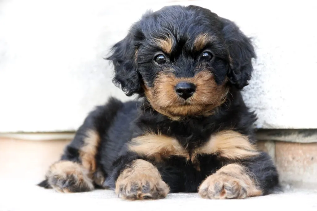 Cavapoo-donde comprar y precio