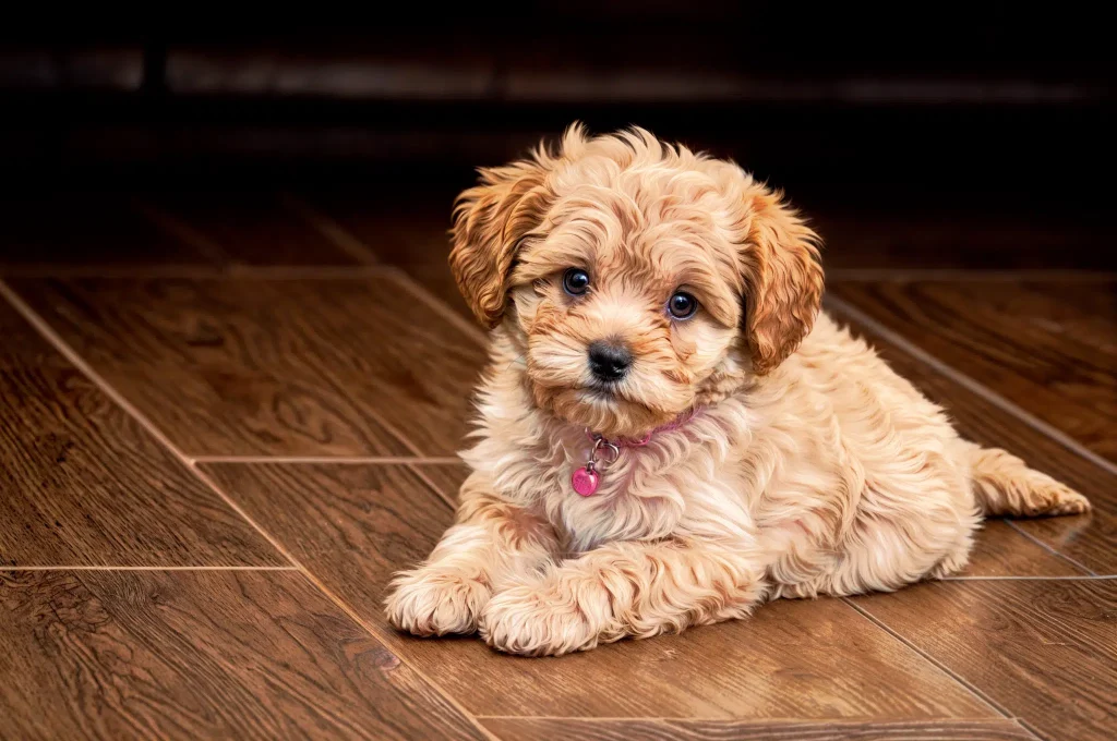 perros pequeños comprar maltipoo