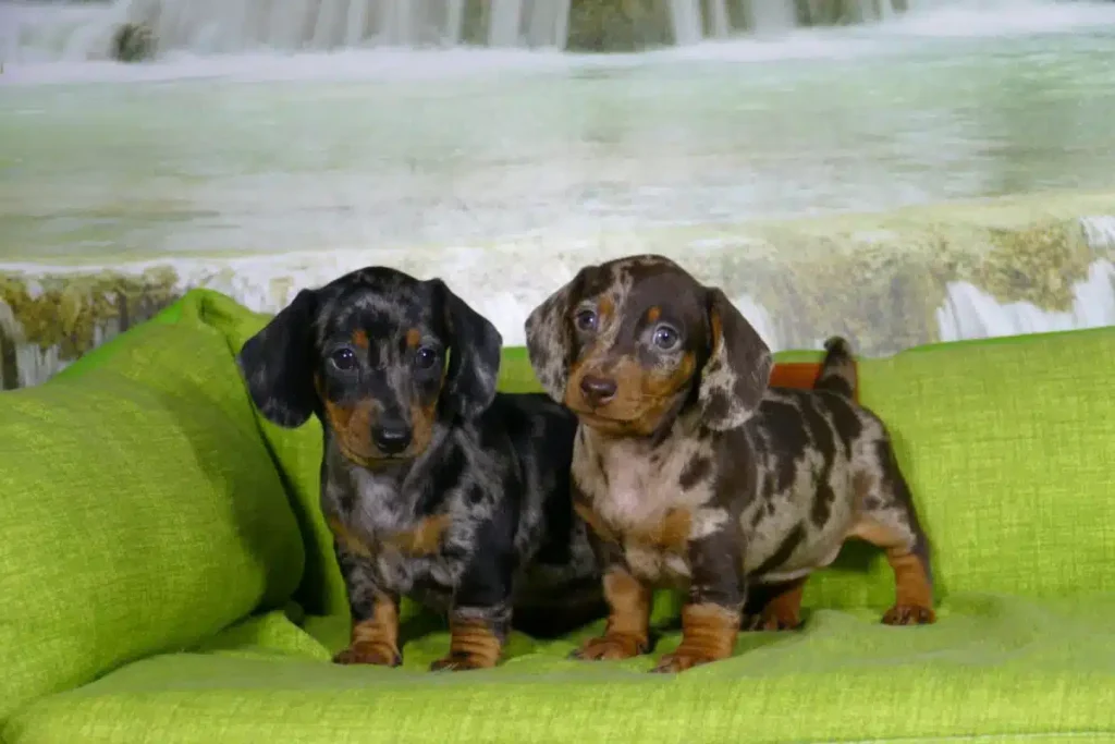 perro-salchicha-teckel-dachshund-precio