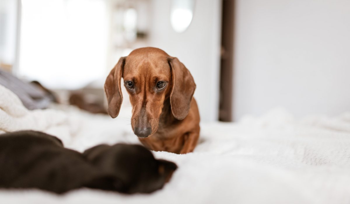 perros pequeños