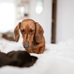perros pequeños