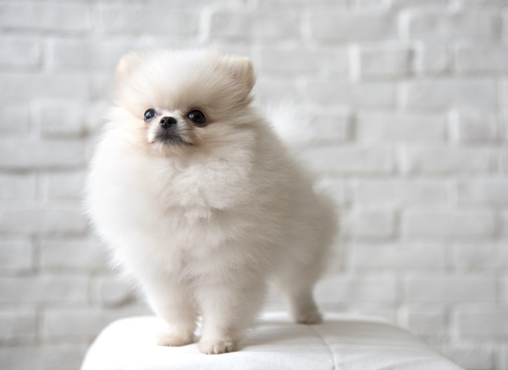 pomerania donde comprar y precio