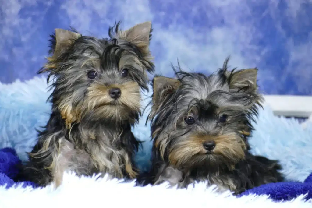perros pequeños yorkshire-terrier-precio