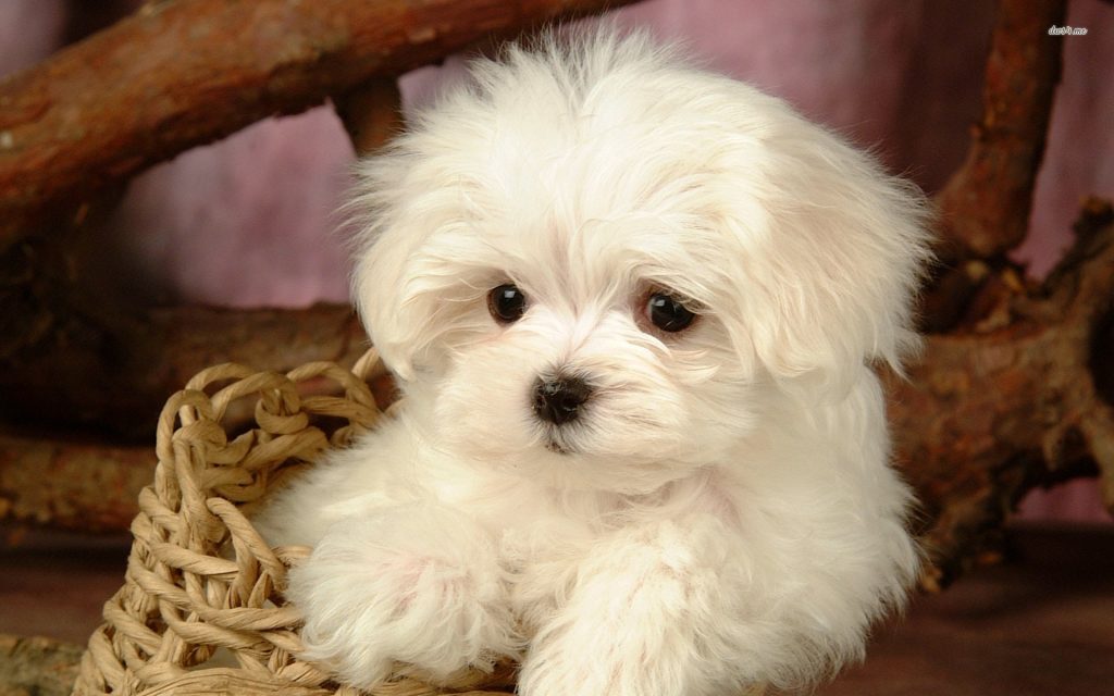 perros pequeños bichon maltes comprar