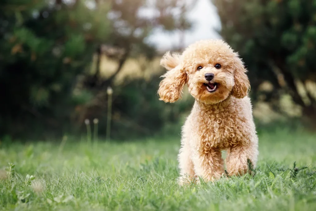 perros pequeños comprar caniche toy comprar