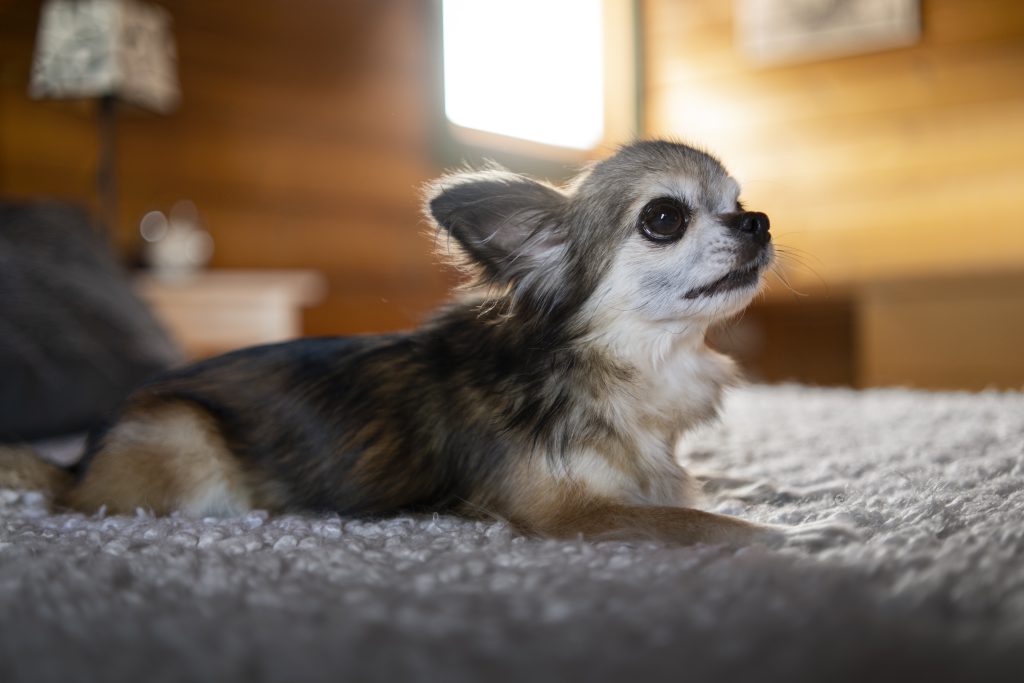 chihuahua donde comprar y precio