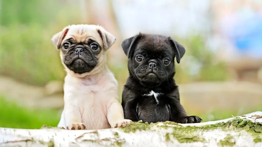 perros pequeños pug-carlino