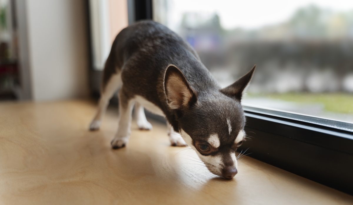 los mejores perros pequeños para vivir en pisos