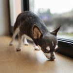 los mejores perros pequeños para vivir en pisos