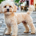 Maltipoo guía completa