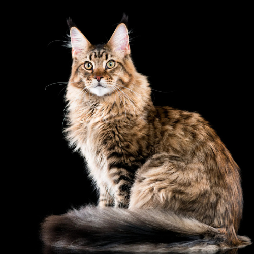 Comprar gato maine coon