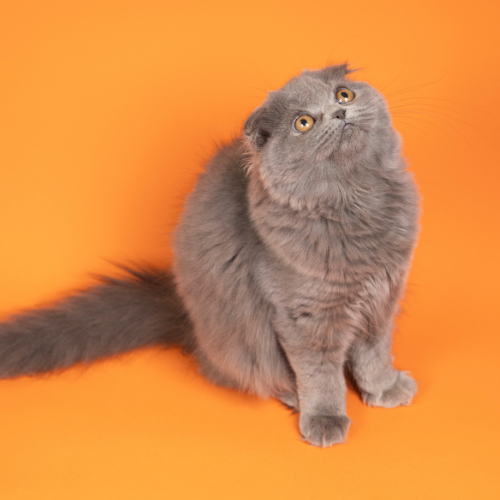 comprar gatos scottish fold