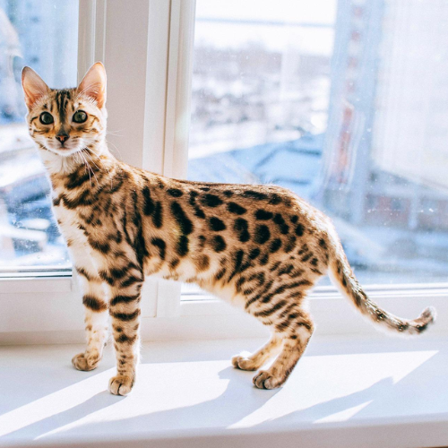 comprar gato bengalí