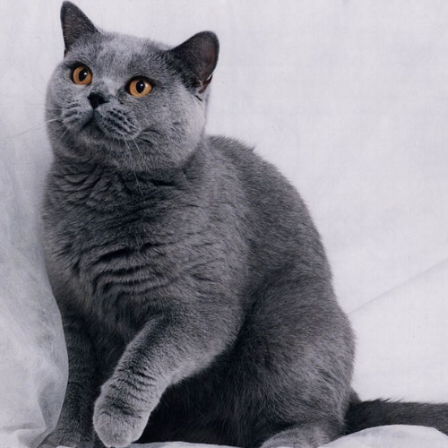 comprar gatos british shorthair