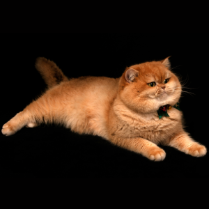 british shorthair naranja