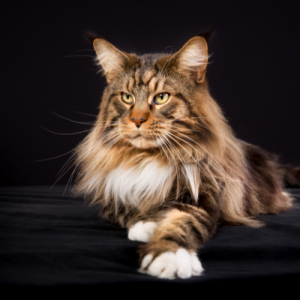 comprar maine coon