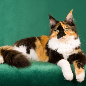maine coon tricolor
