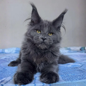 maine coon azul cachorro
