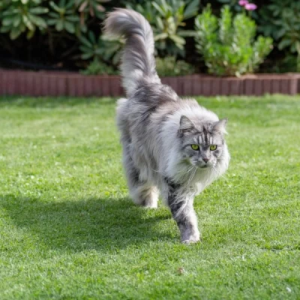 criadero maine coon