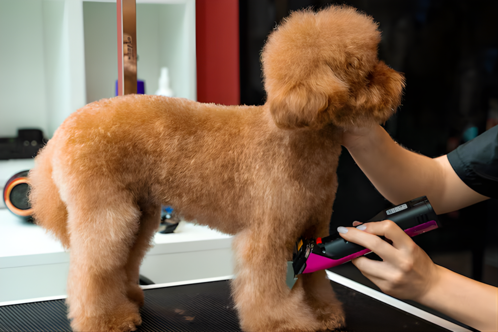maltipoo corte de pelo