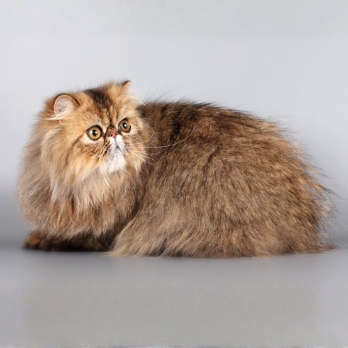 gato persa