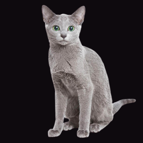 gato azul ruso comprar