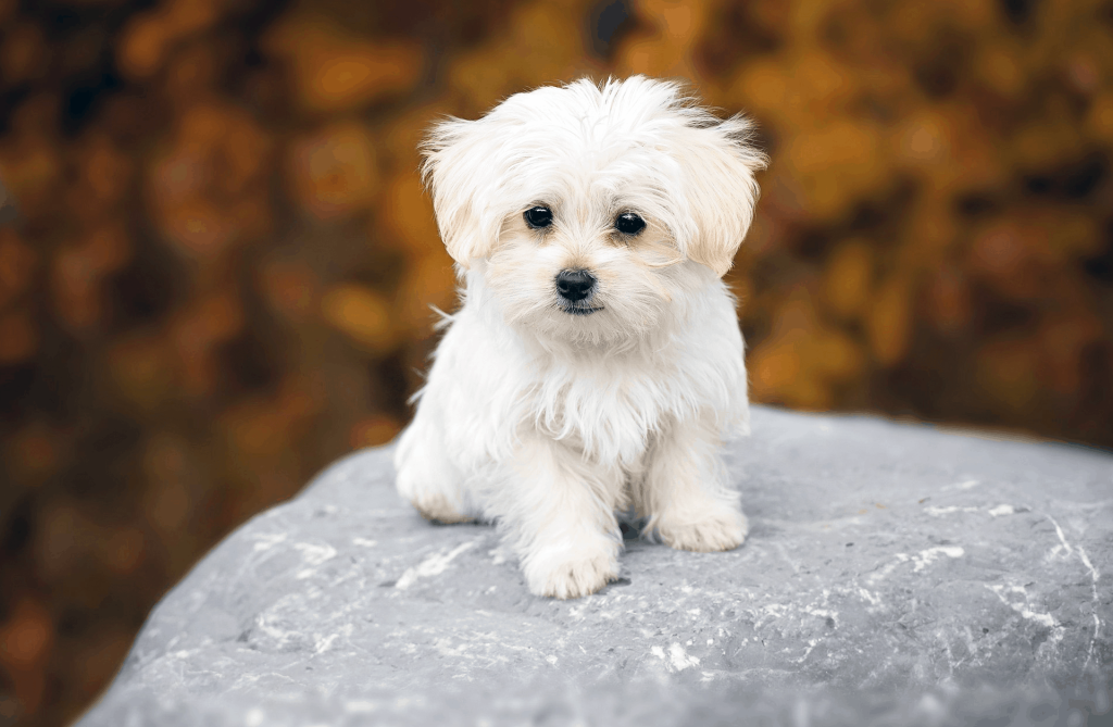 Bichón maltés