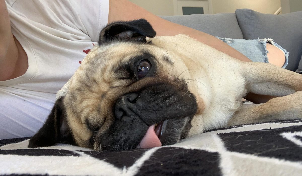 Perros pequeño según estilo de vida