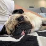 Perros pequeño según estilo de vida
