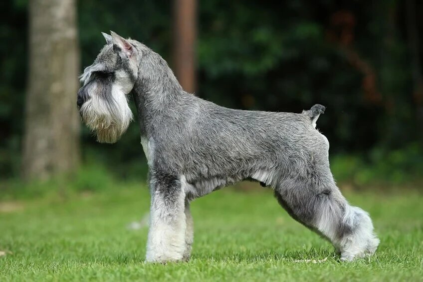 venta schnauzer mini