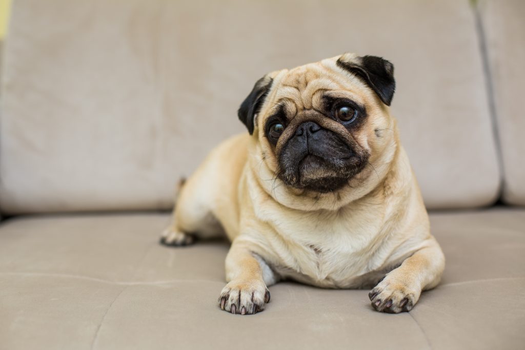 perros pequeños según tu estilo de vida: pug carlino