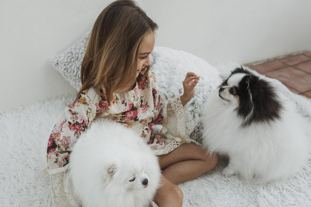 pomerania cachorros