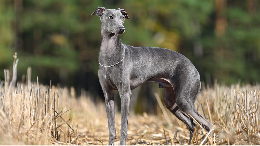 perros pequeños según tu estilo de vida: lebrel italiano
