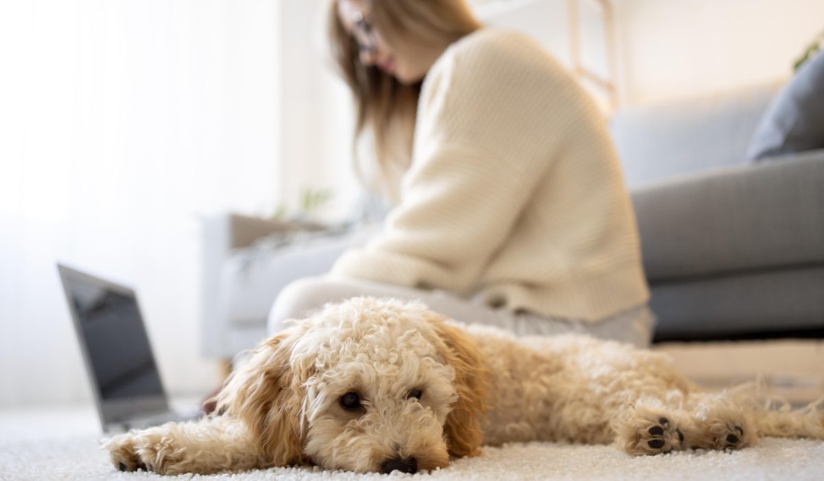 perros pequeños que sueltan poco pelo
