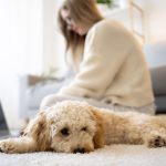 perros pequeños que sueltan poco pelo