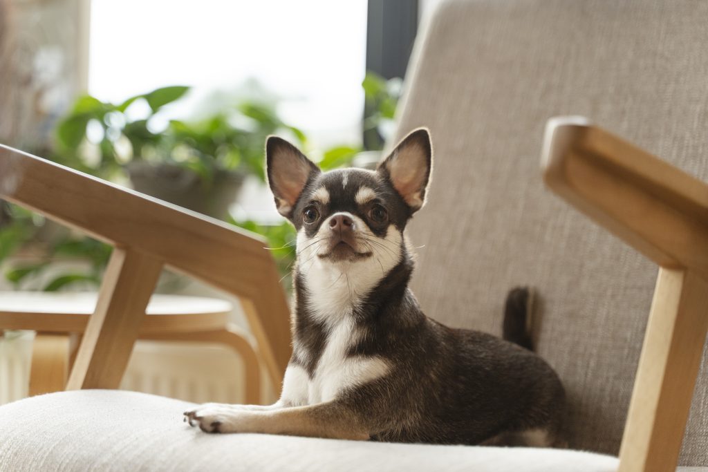 perros pequeños según tu estilo de vida: chihuahua