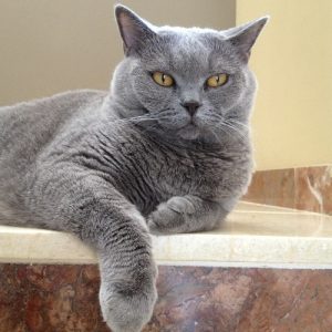 British shorthair