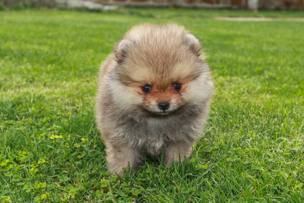 cachorro pomerania