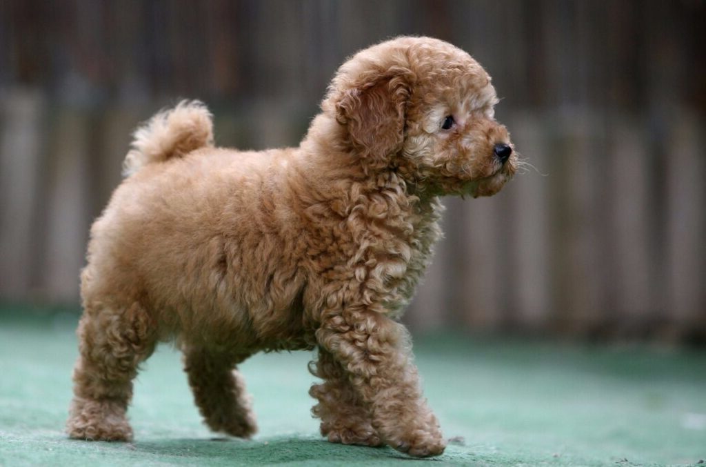 caniche-toy-inteligente