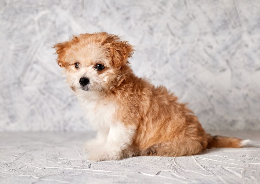 maltipoo-inteligente